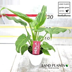 NbJoitBfhFUihDj 4 F vX`bN 1 yRRt@Co[z tBfhUihD UihD Z[ Philodendron kookaburra