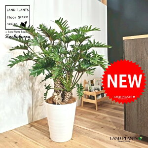 NbJoitBfhFUihDj 10 F ZA[g 1 yMERRt@Co[z tBfhUihD Z[ Philodendron kookaburra