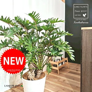 NbJoitBfhFUihDj 10 F ZA[g 1 yMERRt@Co[z tBfhUihD Z[ Philodendron kookaburra