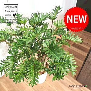 NbJoitBfhFUihDj 10 F ZA[g 1 yMERRt@Co[z tBfhUihD Z[ Philodendron kookaburra