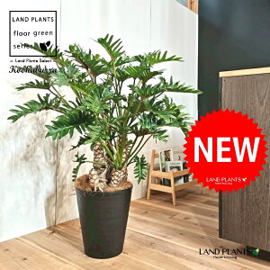 NbJoitBfhFUihDj 10 F ZA[g 1 yMERRt@Co[z tBfhUihD Z[ Philodendron kookaburra