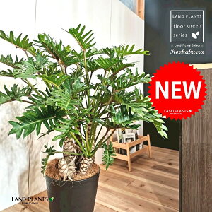 NbJoitBfhFUihDj 10 F ZA[g 1 yMERRt@Co[z tBfhUihD Z[ Philodendron kookaburra