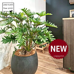 クッカバラ(フィロデンドロン:ザナドゥ) 10号 黒色 ぽってり スタイリッシュ 植木鉢 1鉢 【内部受皿・ココファイバー】 フィロデンドロンザナドゥ セローム Philodendron kookaburra