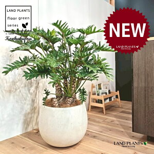 NbJoitBfhFUihDj 10 F ۂĂ X^CbV Aؔ 1 yMERRt@Co[z tBfhUihD Z[ Philodendron kookaburra