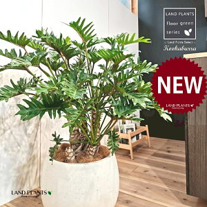 NbJoitBfhFUihDj 10 F ۂĂ X^CbV Aؔ 1 yMERRt@Co[z tBfhUihD Z[ Philodendron kookaburra