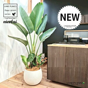 オーガスタ(ストレリチア・ニコライ) 10号 白色 ぽってり スタイリッシュ 陶器鉢 【受皿・ココファイバー】 ストレリチニコライ ゴクラクチョウカ strelitzianicolai augusta