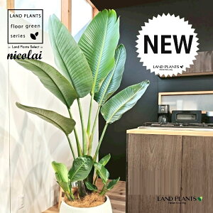 オーガスタ(ストレリチア・ニコライ) 10号 白色 ぽってり スタイリッシュ 陶器鉢 【受皿・ココファイバー】 ストレリチニコライ ゴクラクチョウカ strelitzianicolai augusta