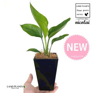 I[KX^iXg`AEjRCj 4 F XNGA^ vX`bN 1 yMERRt@Co[z Xg`jRC SNN`EJ strelitzianicolai augusta