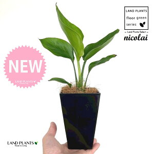 I[KX^iXg`AEjRCj 4 F XNGA^ vX`bN 1 yMERRt@Co[z Xg`jRC SNN`EJ strelitzianicolai augusta