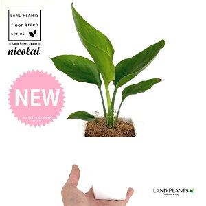 I[KX^iXg`AEjRCj 4 F XNGA^ vX`bN 1 yMERRt@Co[z Xg`jRC SNN`EJ strelitzianicolai augusta