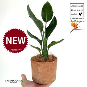 �X�g�����`�A�i���M�l�F�Ɋy���ԁj ���F ���X�|�b�g �V�����_�[�^ ���픫 1�� �y�R�R�t�@�C�o�[�z �X�g�����`�A���M�l �S�N���N�`���E�J Bird of Paradise Flower Strelitzia reginae