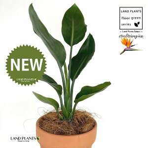 Xg`AiMlFɊyԁj ̂Ȃ fĂ 4 [^ 1 yRRt@Co[z Xg`AMl SNN`EJ Bird of Paradise Flower Strelitzia reginae