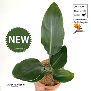 Xg`AiMlFɊyԁj ̂Ȃ fĂ 4 [^ 1 yRRt@Co[z Xg`AMl SNN`EJ Bird of Paradise Flower Strelitzia reginae