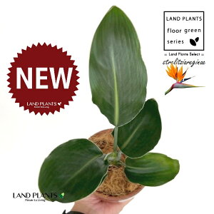 Xg`AiMlFɊyԁj ̂Ȃ ʉ 4 [^ 1 yRRt@Co[z Xg`AMl SNN`EJ Bird of Paradise Flower Strelitzia reginae