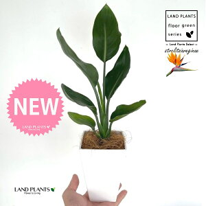 Xg`AiMlFɊyԁj 4 F XNGA^ vX`bN 1 yMERRt@Co[z Xg`AMl SNN`EJ Bird of Paradise Flower Strelitzia reginae