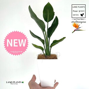 Xg`AiMlFɊyԁj 4 F XNGA^ vX`bN 1 yMERRt@Co[z Xg`AMl SNN`EJ Bird of Paradise Flower Strelitzia reginae