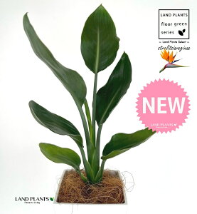 Xg`AiMlFɊyԁj 4 F XNGA^ vX`bN 1 yMERRt@Co[z Xg`AMl SNN`EJ Bird of Paradise Flower Strelitzia reginae
