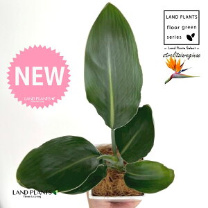 Xg`AiMlFɊyԁj 4 F XNGA^ vX`bN 1 yMERRt@Co[z Xg`AMl SNN`EJ Bird of Paradise Flower Strelitzia reginae