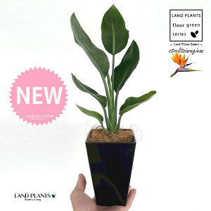 Xg`AiMlFɊyԁj 4 F XNGA^ vX`bN 1 yMERRt@Co[z Xg`AMl SNN`EJ Bird of Paradise Flower Strelitzia reginae