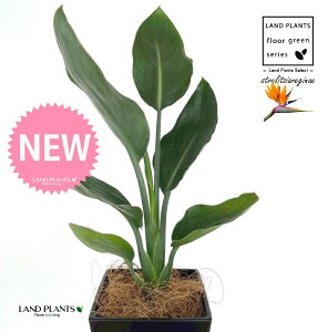 Xg`AiMlFɊyԁj 4 F XNGA^ vX`bN 1 yMERRt@Co[z Xg`AMl SNN`EJ Bird of Paradise Flower Strelitzia reginae