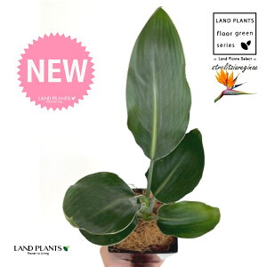 Xg`AiMlFɊyԁj 4 F XNGA^ vX`bN 1 yMERRt@Co[z Xg`AMl SNN`EJ Bird of Paradise Flower Strelitzia reginae