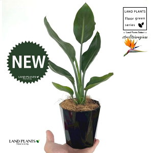 �X�g�����`�A�i���M�l�F�Ɋy���ԁj 4�� ���F �g���X�� �v���X�`�b�N�� 1�� �y��M�E�R�R�t�@�C�o�[�z �X�g�����`�A���M�l �S�N���N�`���E�J Bird of Paradise Flower Strelitzia reginae