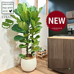 JVoS 10 F ۂĂ X^CbV Aؔ 1 yMERRt@Co[z tBJX [^ or[m S S̖ t  tS Ficus lyrata fiddle-leaf fig