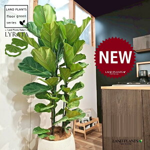 JVoS 10 F ۂĂ X^CbV Aؔ 1 yMERRt@Co[z tBJX [^ or[m S S̖ t  tS Ficus lyrata fiddle-leaf fig