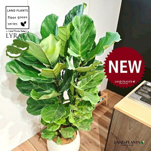 JVoS 10 F ۂĂ X^CbV Aؔ 1 yMERRt@Co[z tBJX [^ or[m S S̖ t  tS Ficus lyrata fiddle-leaf fig