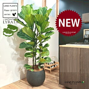 JVoS 10 F ۂĂ X^CbV Aؔ 1 yMERRt@Co[z tBJX [^ or[m S S̖ t  tS Ficus lyrata fiddle-leaf fig