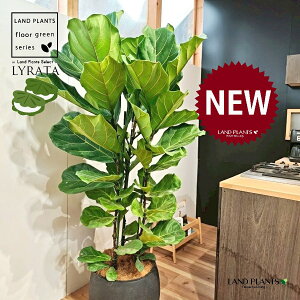 JVoS 10 F ۂĂ X^CbV Aؔ 1 yMERRt@Co[z tBJX [^ or[m S S̖ t  tS Ficus lyrata fiddle-leaf fig