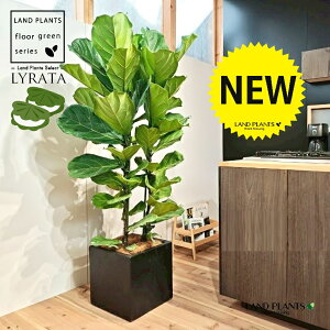 JVoS 10 F t@Co[ L[u^ 픫 1 yMERRt@Co[z tBJX [^ or[m S S̖ t  tS Ficus lyrata fiddle-leaf fig