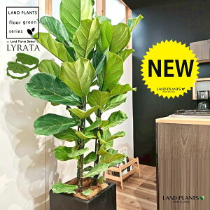 JVoS 10 F t@Co[ L[u^ 픫 1 yMERRt@Co[z tBJX [^ or[m S S̖ t  tS Ficus lyrata fiddle-leaf fig