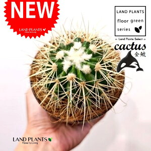 T{eíFLV`j 4 F vX`bN 1 yRRt@Co[z T{e ڂĂ  A Opuntioideae