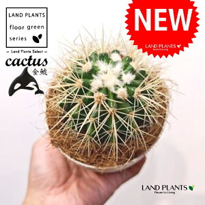 T{eíFLV`j 4 F vX`bN 1 yRRt@Co[z T{e ڂĂ  A Opuntioideae