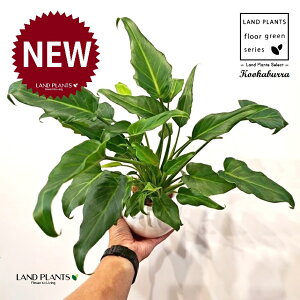 NbJoitBfhFUihDj F ی^ 픫 1 yMERRt@Co[z tBfhUihD Z[ Philodendron kookaburra