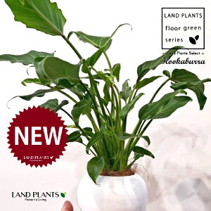 NbJoitBfhFUihDj F ی^ 픫 1 yMERRt@Co[z tBfhUihD Z[ Philodendron kookaburra