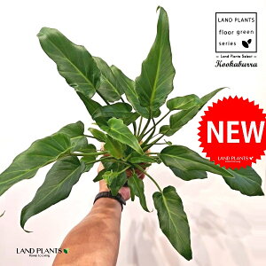 NbJoitBfhFUihDj 4 F vX`bN 1 yRRt@Co[z tBfhUihD Z[ Philodendron kookaburra