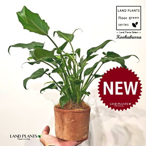 NbJoitBfhFUihDj F X|bg V_[^ 픫 1 yRRt@Co[z tBfhUihD Z[ Philodendron kookaburra