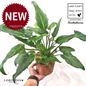 NbJoitBfhFUihDj F X|bg V_[^ 픫 1 yRRt@Co[z tBfhUihD Z[ Philodendron kookaburra