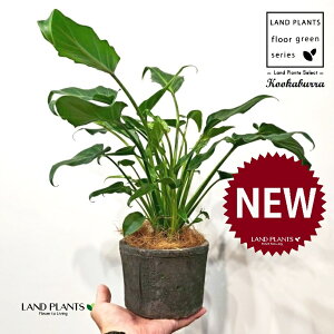 NbJoitBfhFUihDj F X|bg V_[^ 픫 1 yRRt@Co[z tBfhUihD Z[ Philodendron kookaburra