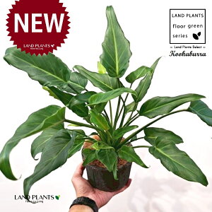 NbJoitBfhFUihDj F X|bg V_[^ 픫 1 yRRt@Co[z tBfhUihD Z[ Philodendron kookaburra