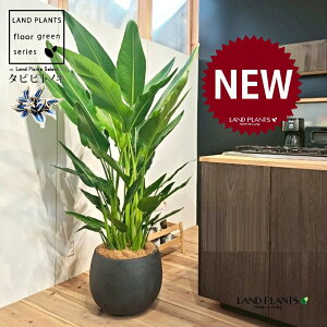 タビビトノキ(旅人の木) 10号 黒色 ぽってり スタイリッシュ 植木鉢 1鉢 【内部受皿・ココファイバー】 オウギバショウ(扇芭蕉)オオギバショウ 旅人木(りょじんぼく) (旅人のヤシ)