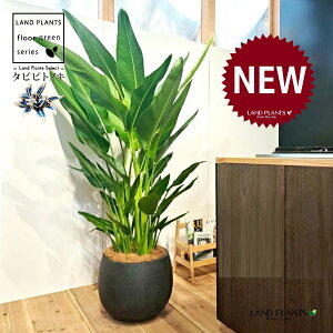 タビビトノキ(旅人の木) 10号 黒色 ぽってり スタイリッシュ 植木鉢 1鉢 【内部受皿・ココファイバー】 オウギバショウ(扇芭蕉)オオギバショウ 旅人木(りょじんぼく) (旅人のヤシ)