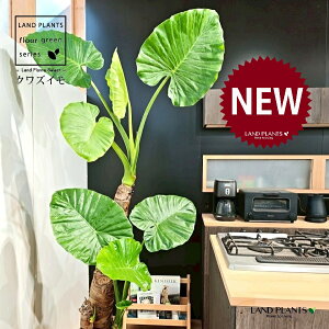 NYCioj 10 F ۂĂ X^CbV Aؔ 1 yMERRt@Co[z AJVA Ih A[JVA TgC o Alocasia odora