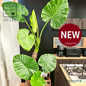 NYCioj 10 F ۂĂ X^CbV Aؔ 1 yMERRt@Co[z AJVA Ih A[JVA TgC o Alocasia odora