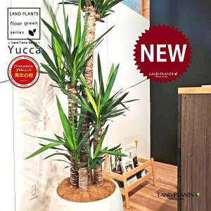 ドラセナ(ユッカ:青年の樹) 10号 白色 ぽってり スタイリッシュ 植木鉢 1鉢 【内部受皿・ココファイバー】 エレファンティペス 青年の木 セイネンノキ ドラセナユッカ ヤッカ センジュラ