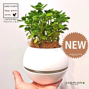 A}eBJXiΗtj F {[|bg M̎ vX`bN MTCY 1 yRRt@Co[z vNgTX  A Aromaticus cuba oregano