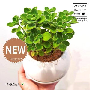 A}eBJXiΗtj F {[|bg M̎ vX`bN MTCY 1 yRRt@Co[z vNgTX  A Aromaticus cuba oregano