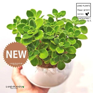 A}eBJXiΗtj F {[|bg M̎ vX`bN MTCY 1 yRRt@Co[z vNgTX  A Aromaticus cuba oregano